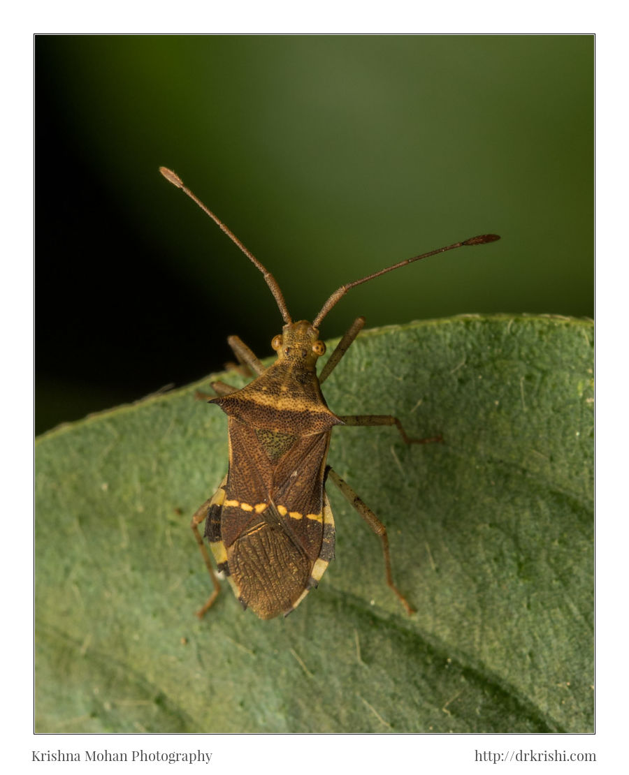 Horned Coreid Bug