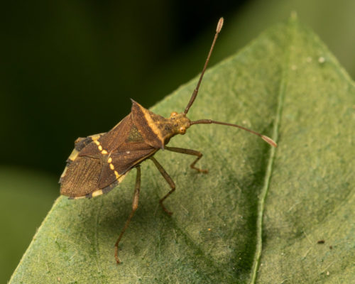 Horned Coreid Bug