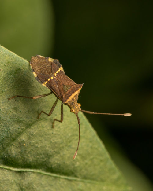 Horned Coreid Bug