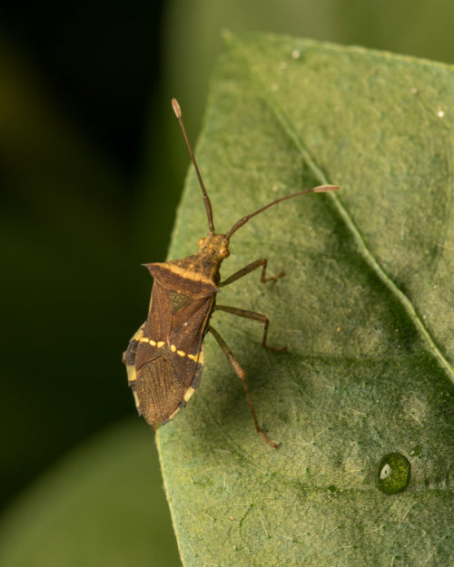 Horned Coreid Bug