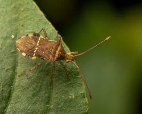 Horned Coreid Bug