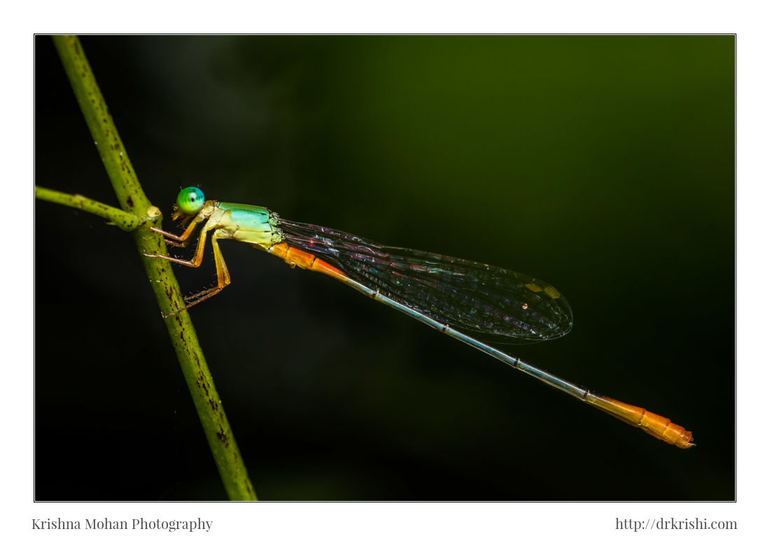 Male Orange-tailed Marsh Dart