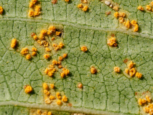 Closeup capture of Firangipani Rust.