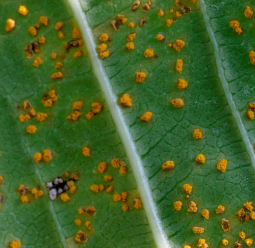 Closeup capture of Firangipani Rust.