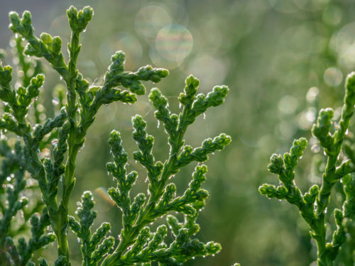 Thuja foliage with dew