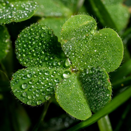 Shamrock with dew