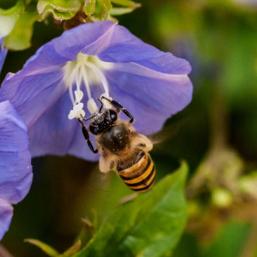 Skyblue Clustervine with honey bee