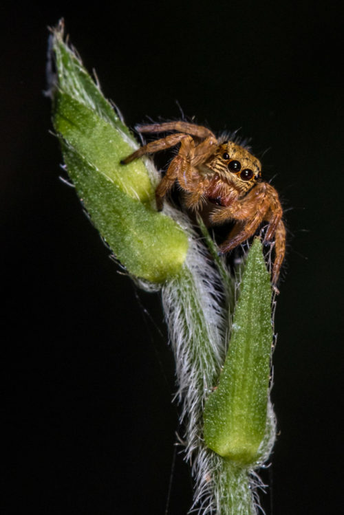 Carrhotus Spider