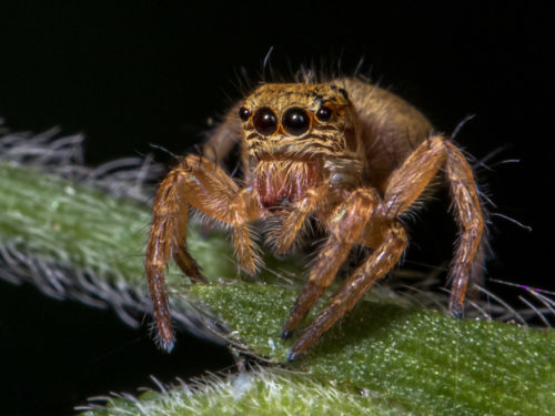 Carrhotus Spider