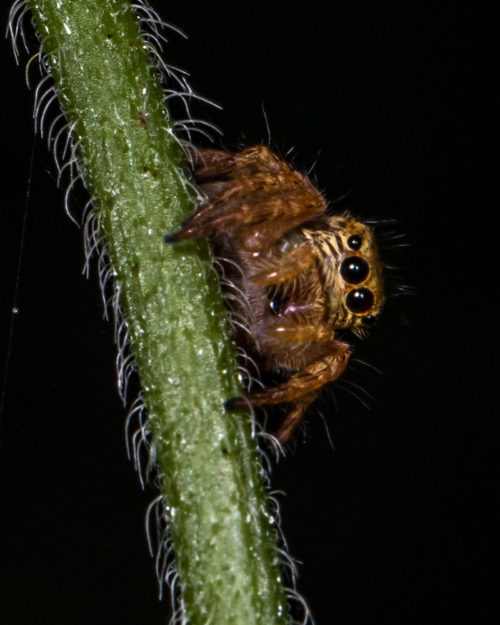 Carrhotus Spider