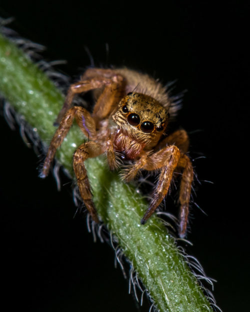 Carrhotus Spider