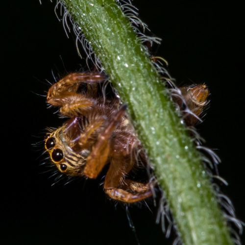 Carrhotus Spider