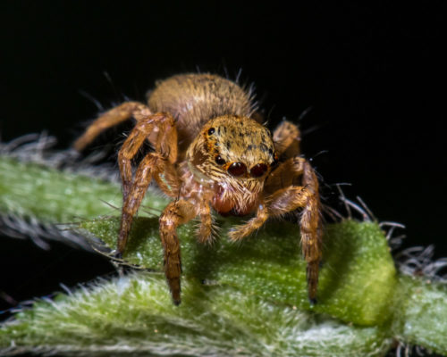 Carrhotus Spider