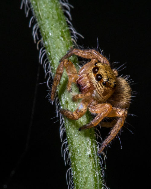 Carrhotus Spider