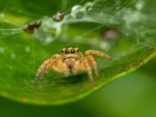 Carrhotus Spider