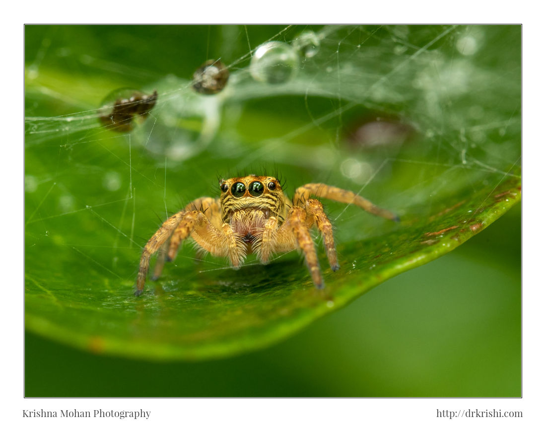 Carrhotus Spider