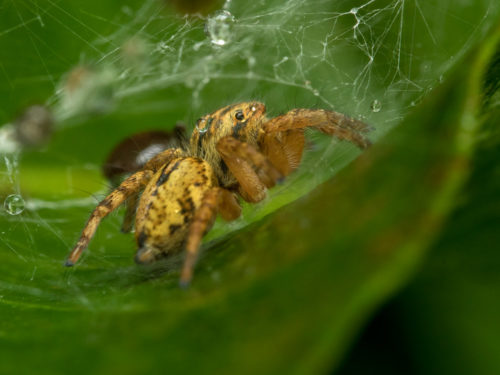 Carrhotus Spider