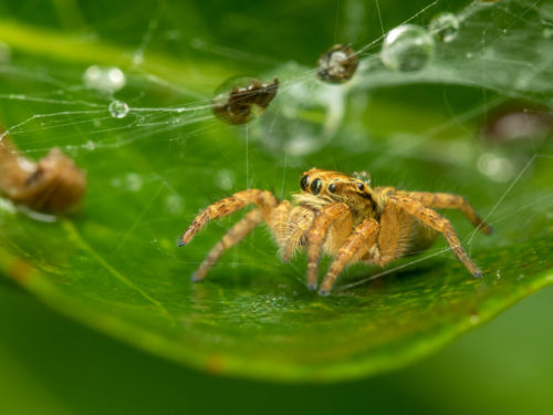 Carrhotus Spider