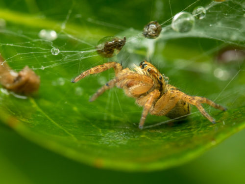 Carrhotus Spider