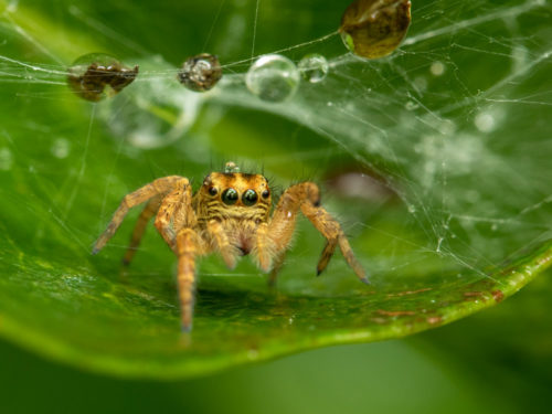 Carrhotus Spider