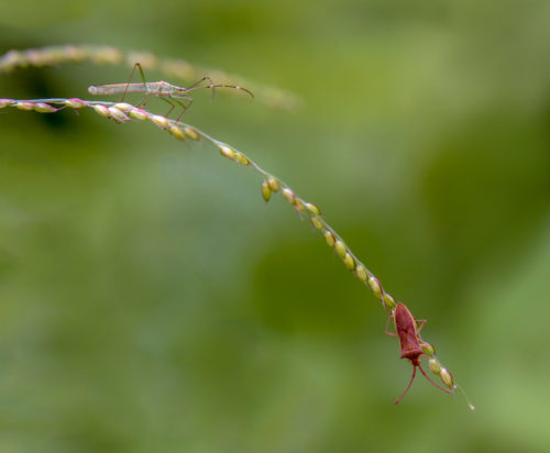 Ricebugs in 400mm Cropped