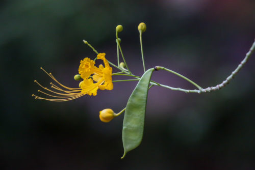 Peacock Flower