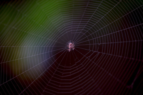 Orb Spider