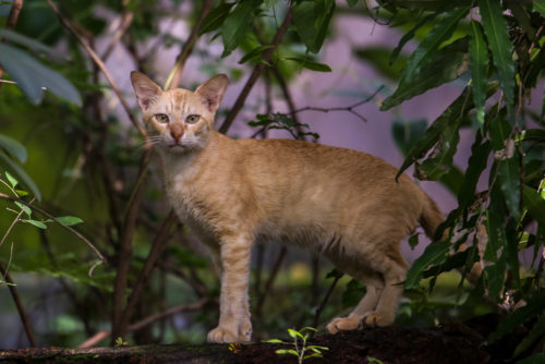 Cat at 400mm