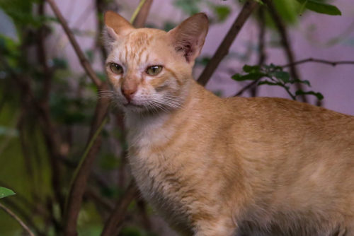 Closeup of Cat at 400mm