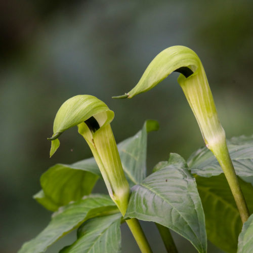 Himalayan Cobra Lily