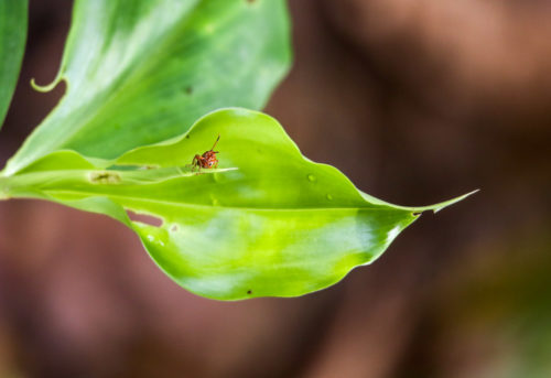 Leaf Beetle