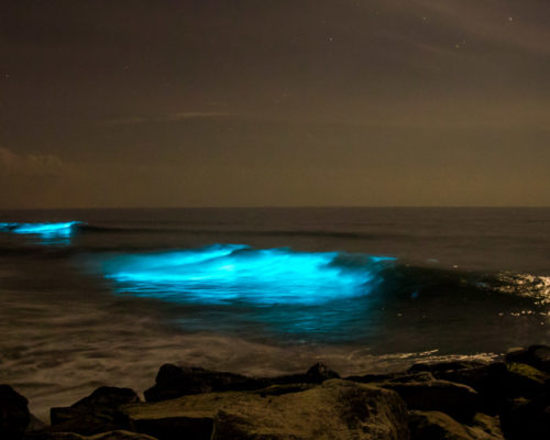 Bioluminescence - Living Lights