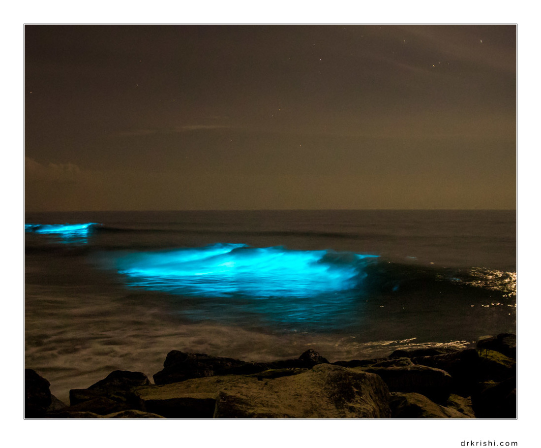 Bioluminescence - Living Lights