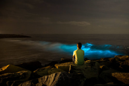 Bioluminescence - Living Lights