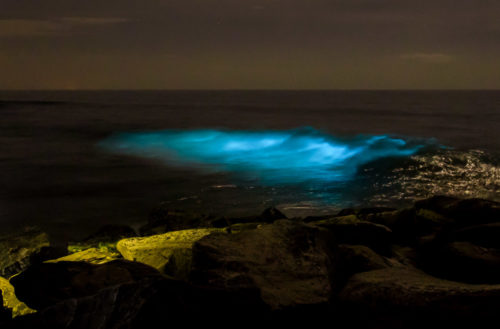 Bioluminescence - Living Lights