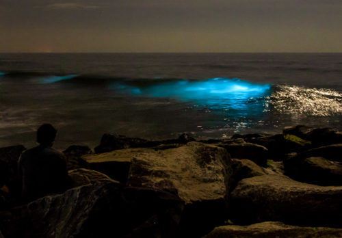 Bioluminescence - Living Lights