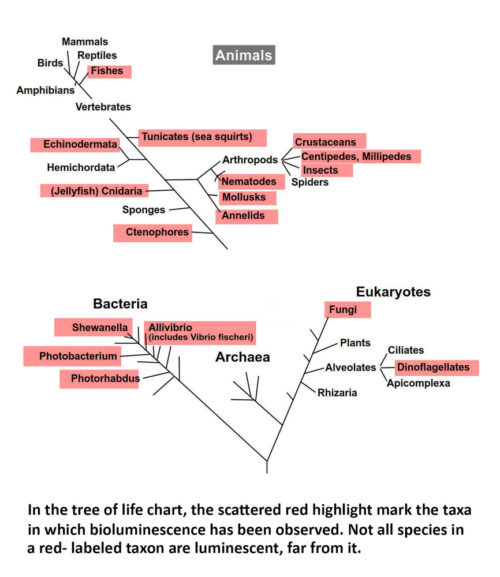Bioluminescence - Living Lights
