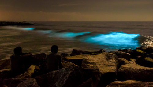 Bioluminescence - Living Lights