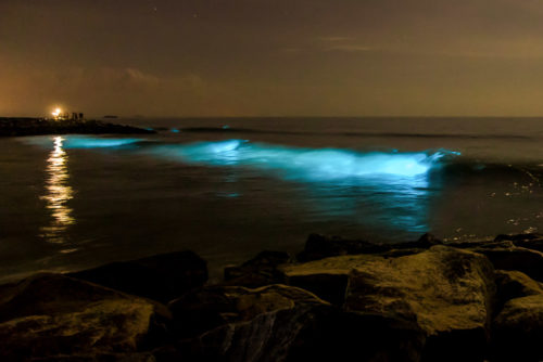 Bioluminescence - Living Lights