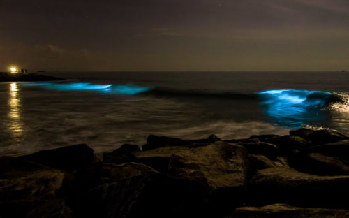 Bioluminescence - Living Lights