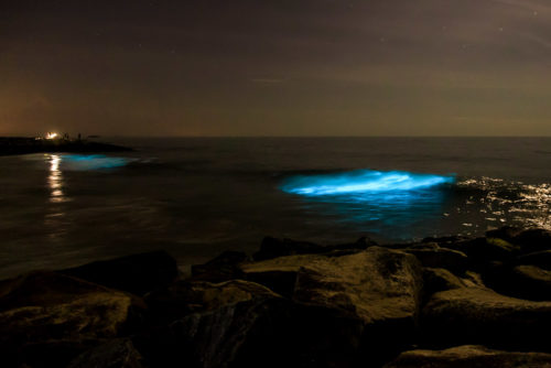 Bioluminescence - Living Lights