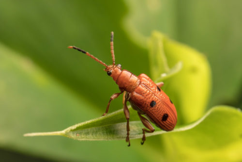 Lema Leaf Beetle