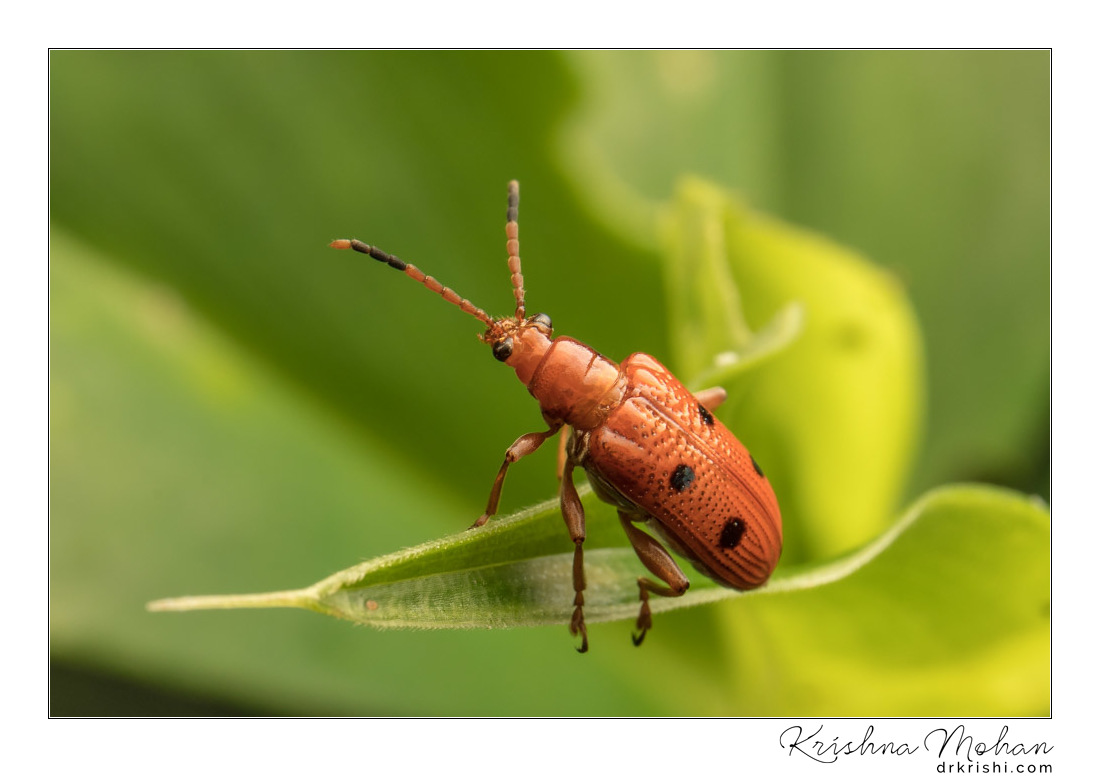 Lema Leaf Beetle