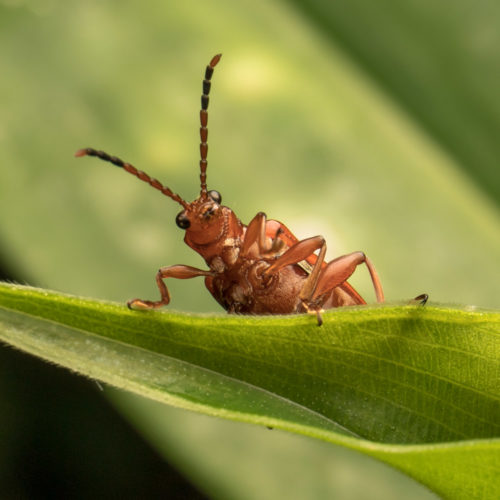 Lema Leaf Beetle