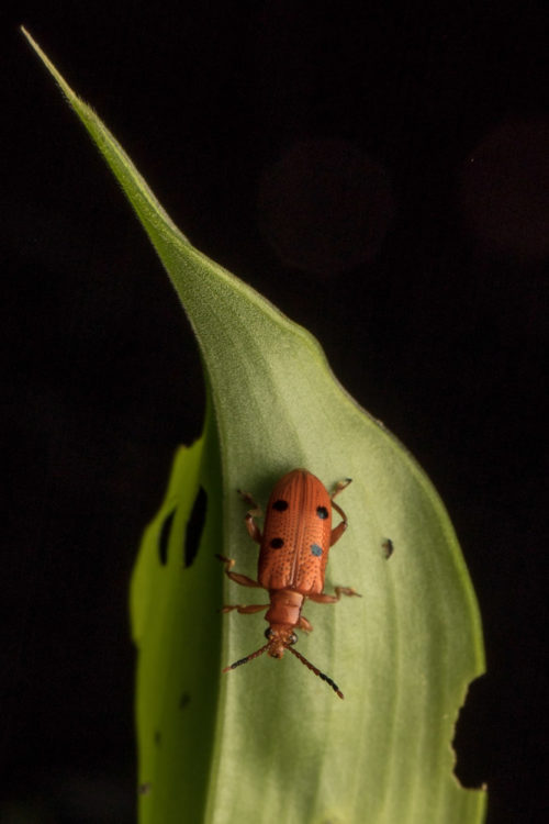 Lema Leaf Beetle