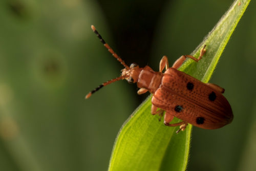 Lema Leaf Beetle