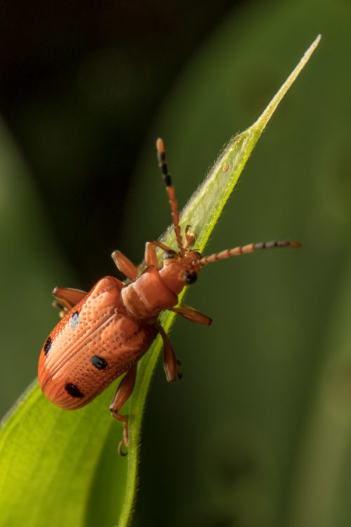 Lema Leaf Beetle