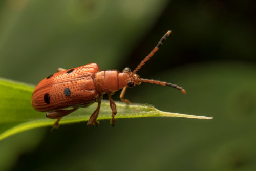 Lema Leaf Beetle