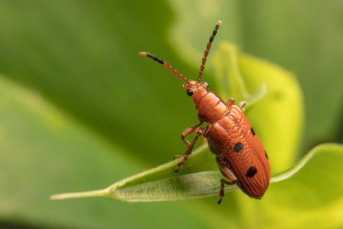 Lema Leaf Beetle