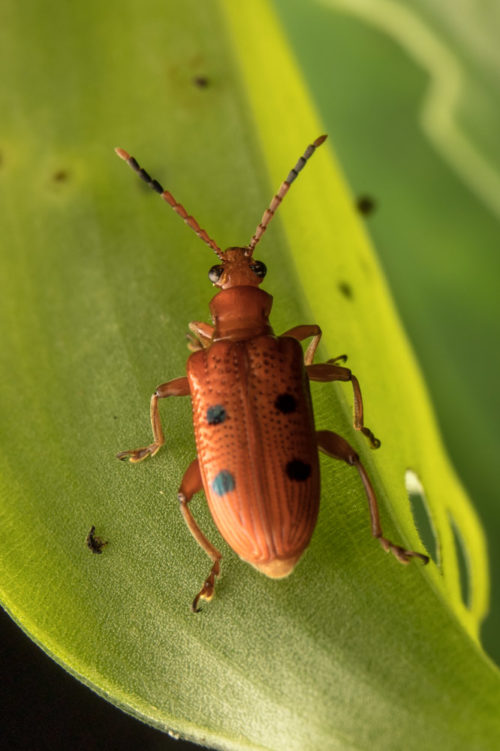 Lema Leaf Beetle